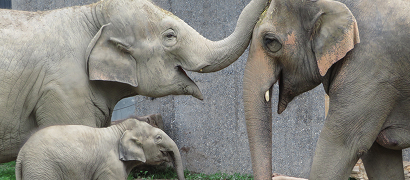 Mister Money Magazin Knies Kinderzoo Elefantenfamilie im Zoo