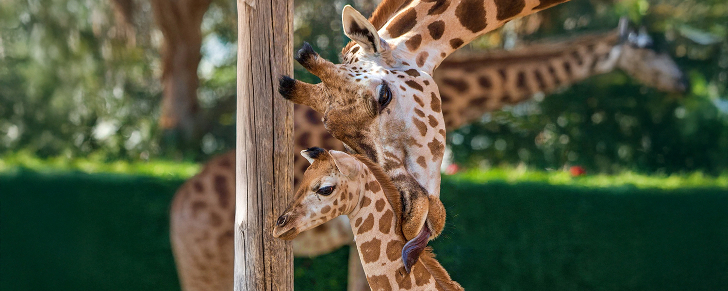 Giraffe im Zoo