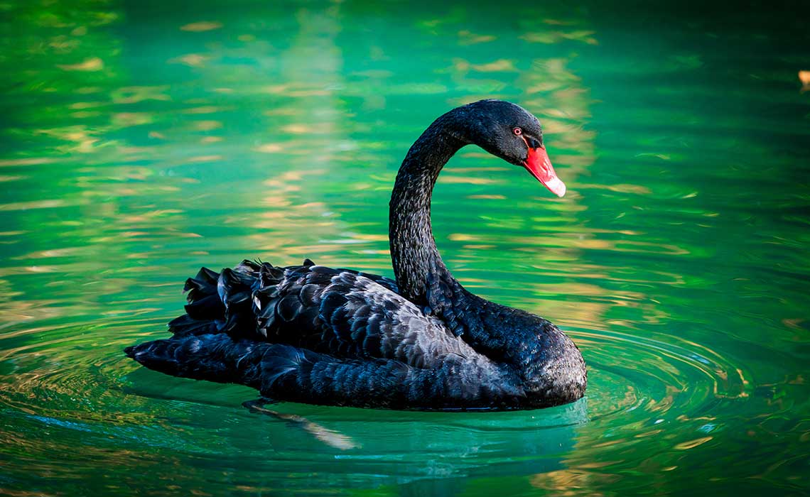 Schwarzer Schwan Schwarzer Schwan