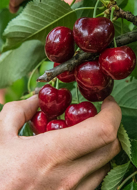 Gemeinsam pflücken wir die besten Früchte. Gemeinsam pflücken wir die besten Früchte.