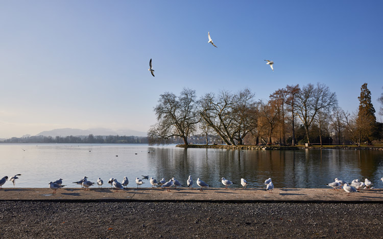 Tauben am Zugersee