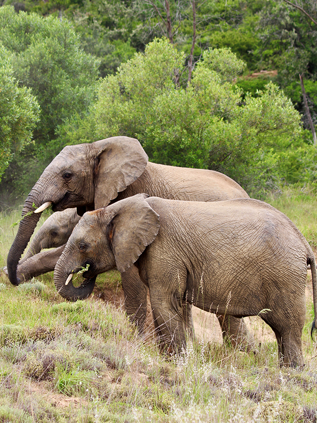 Das Monitoring und die &amp;Uuml;berwachung der Big Five sowie die Pflege der Flora und Fauna standen t&amp;auml;glich auf dem Programm. 
