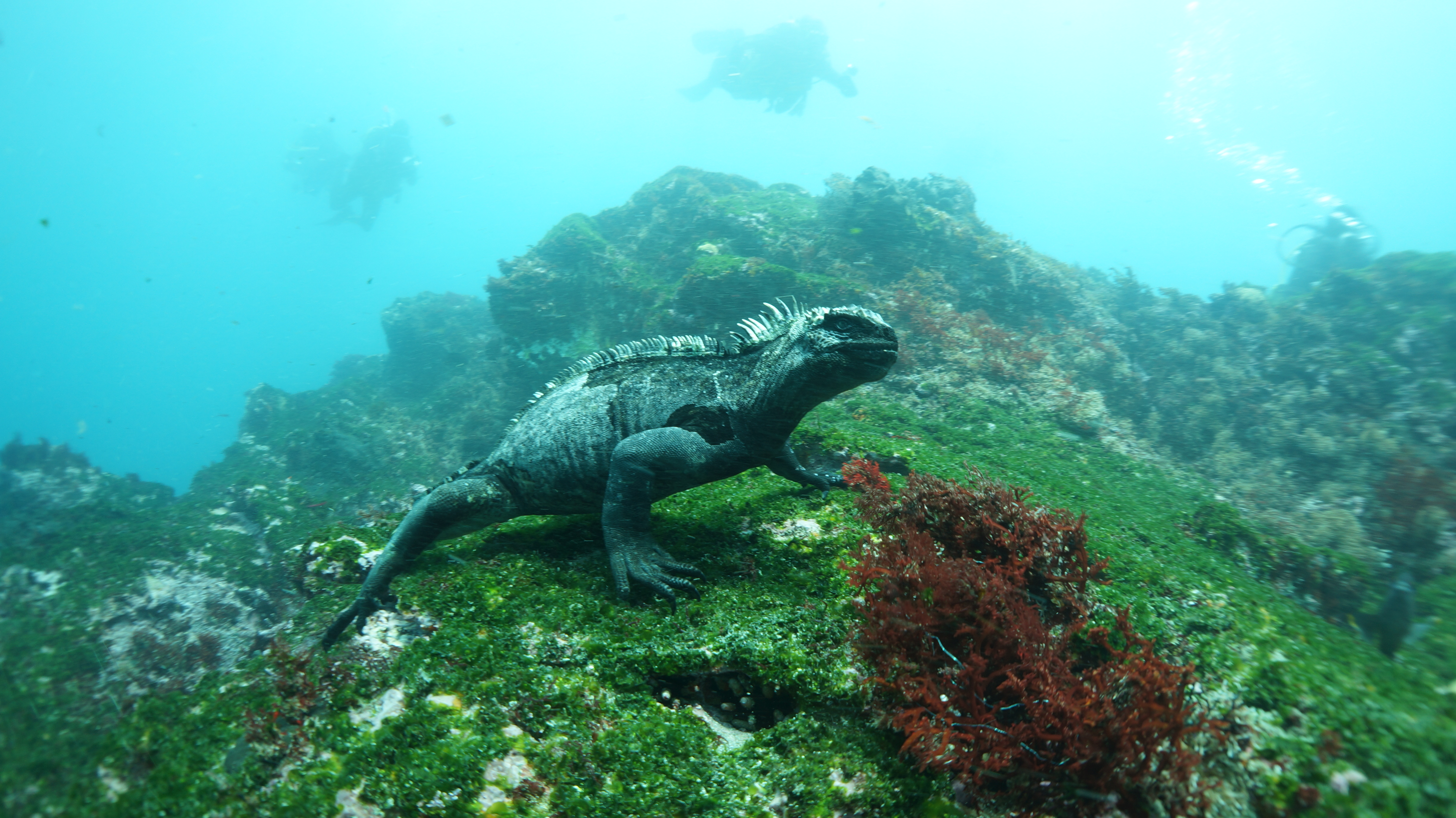 &lt;p&gt;Marine Iguana &amp;ndash; Meeresechse (Galapagos). Einzige Echsenart, die ihre Nahrung im Meer sucht.&amp;nbsp;&lt;/p&gt;