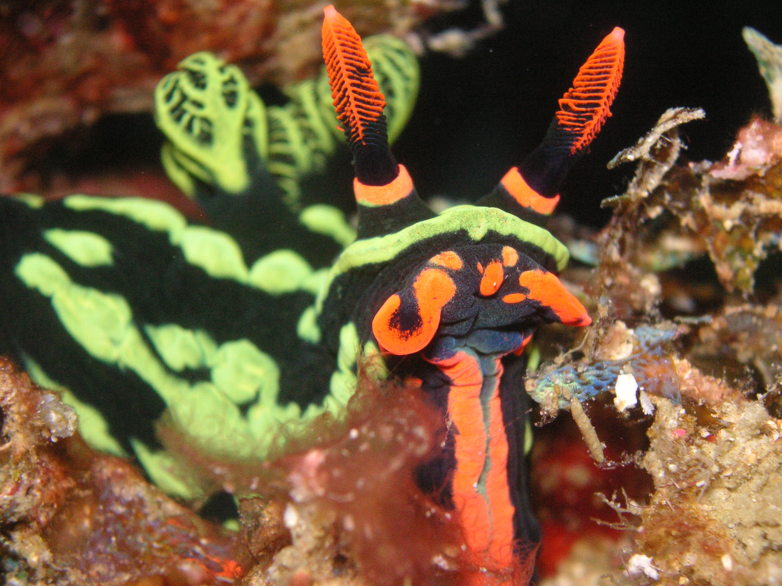 &lt;p&gt;Neonsternschnecke (Malapascua, Philippinen). Die Farben rot und gr&amp;uuml;n k&amp;ouml;nnen unterschiedlich variieren.&amp;nbsp;&lt;/p&gt;