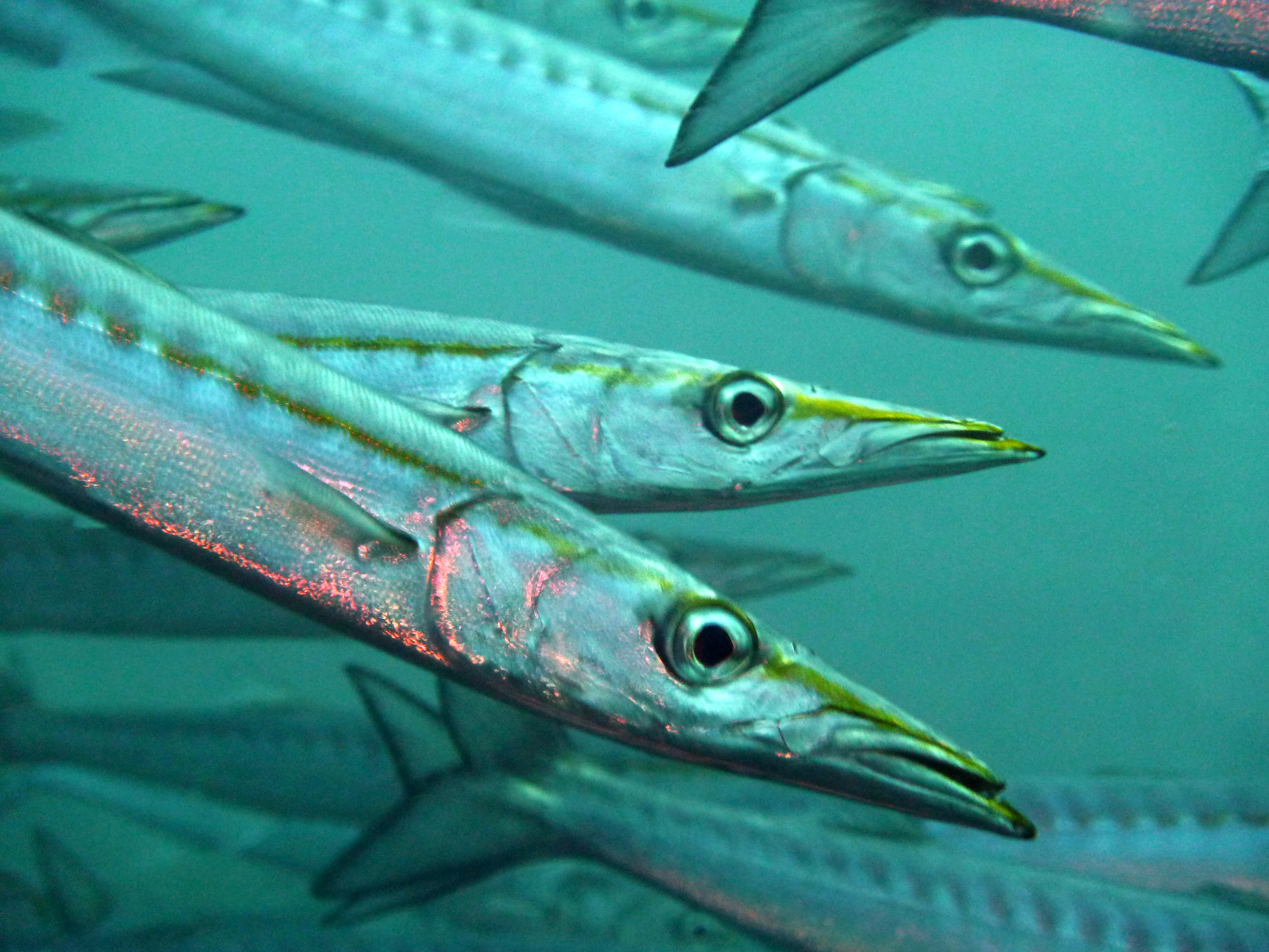 &lt;p&gt;Barrakuda-Schwarm aus der N&amp;auml;he (Sipadan, Borneo). Einer der schnellsten Raubfische der Meere. Ausgewachsen leben sie als Einzelg&amp;auml;nger.&lt;/p&gt;