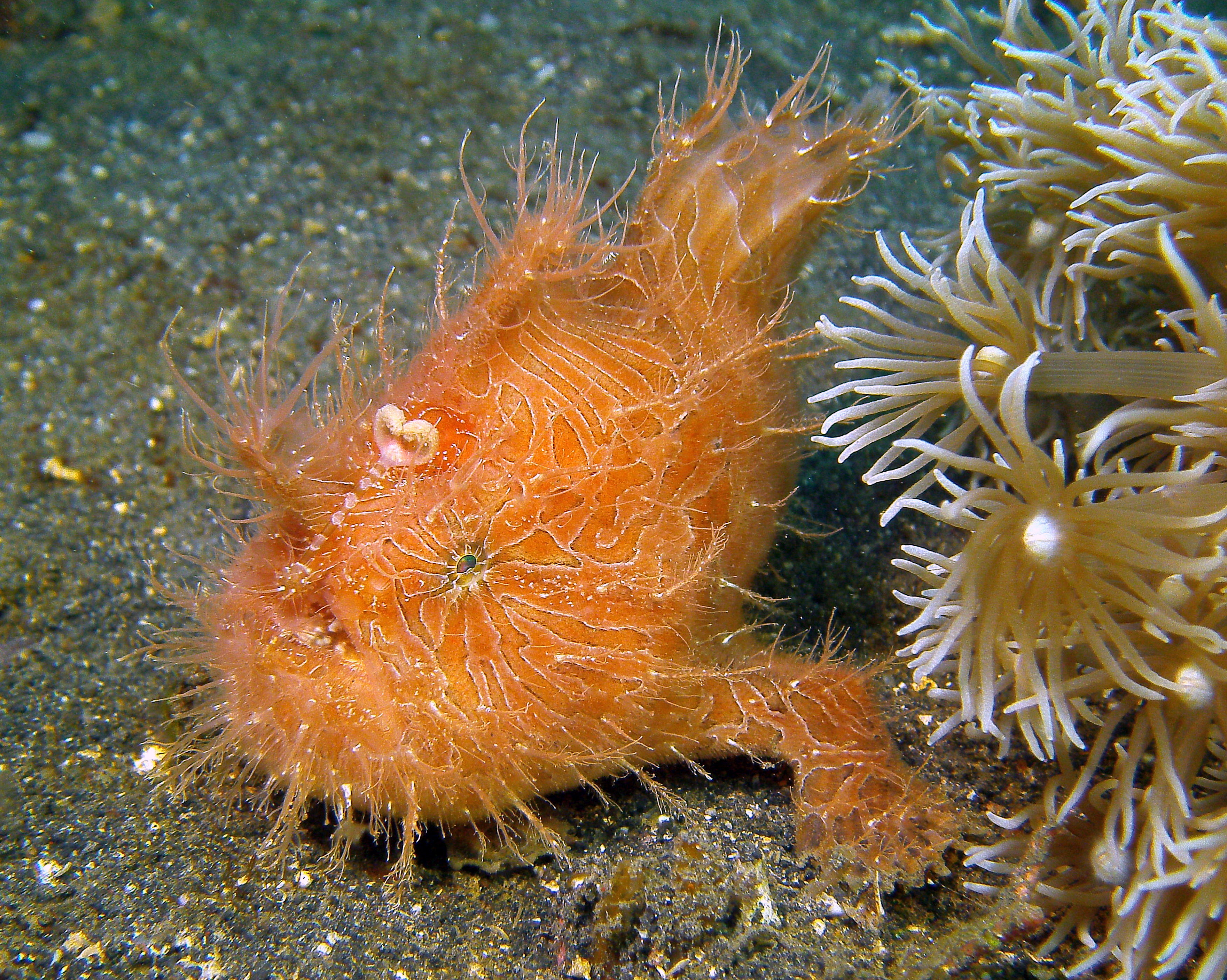 &lt;p&gt;Hairy Frogfish (Lembeh, Indonesien). Seine K&amp;ouml;derangel sieht zusammengerollt aus wie ein Herz. Ist er nicht goldig?&lt;/p&gt;