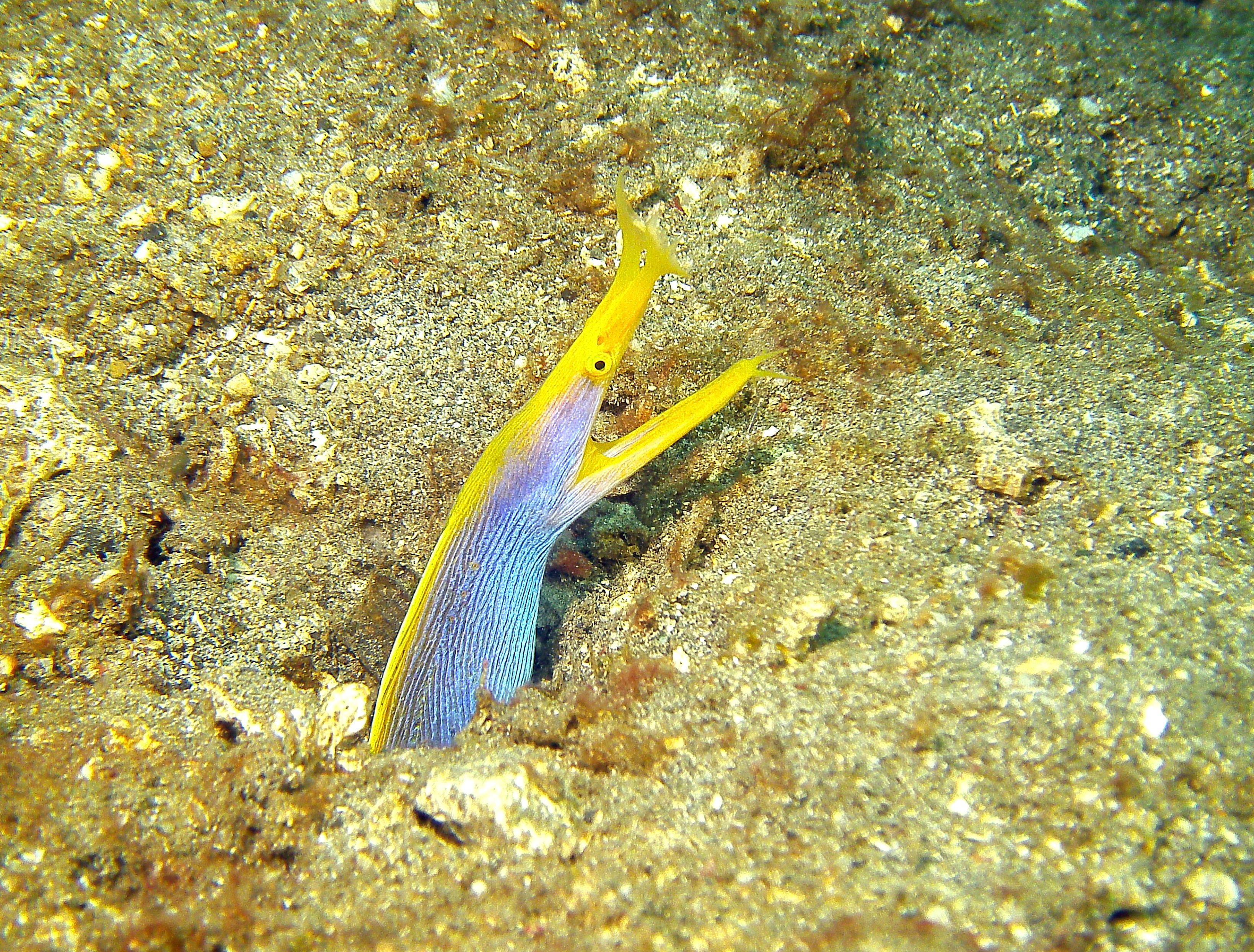 &lt;p&gt;Geistermur&amp;auml;ne (ja, es gibt auch h&amp;uuml;bsche Exemplare). Bis zu einer Gr&amp;ouml;sse von 65 cm sind sie schwarz, dann wechseln M&amp;auml;nnchen zu blau und Weibchen zu gelb (Seychellen).&lt;/p&gt;