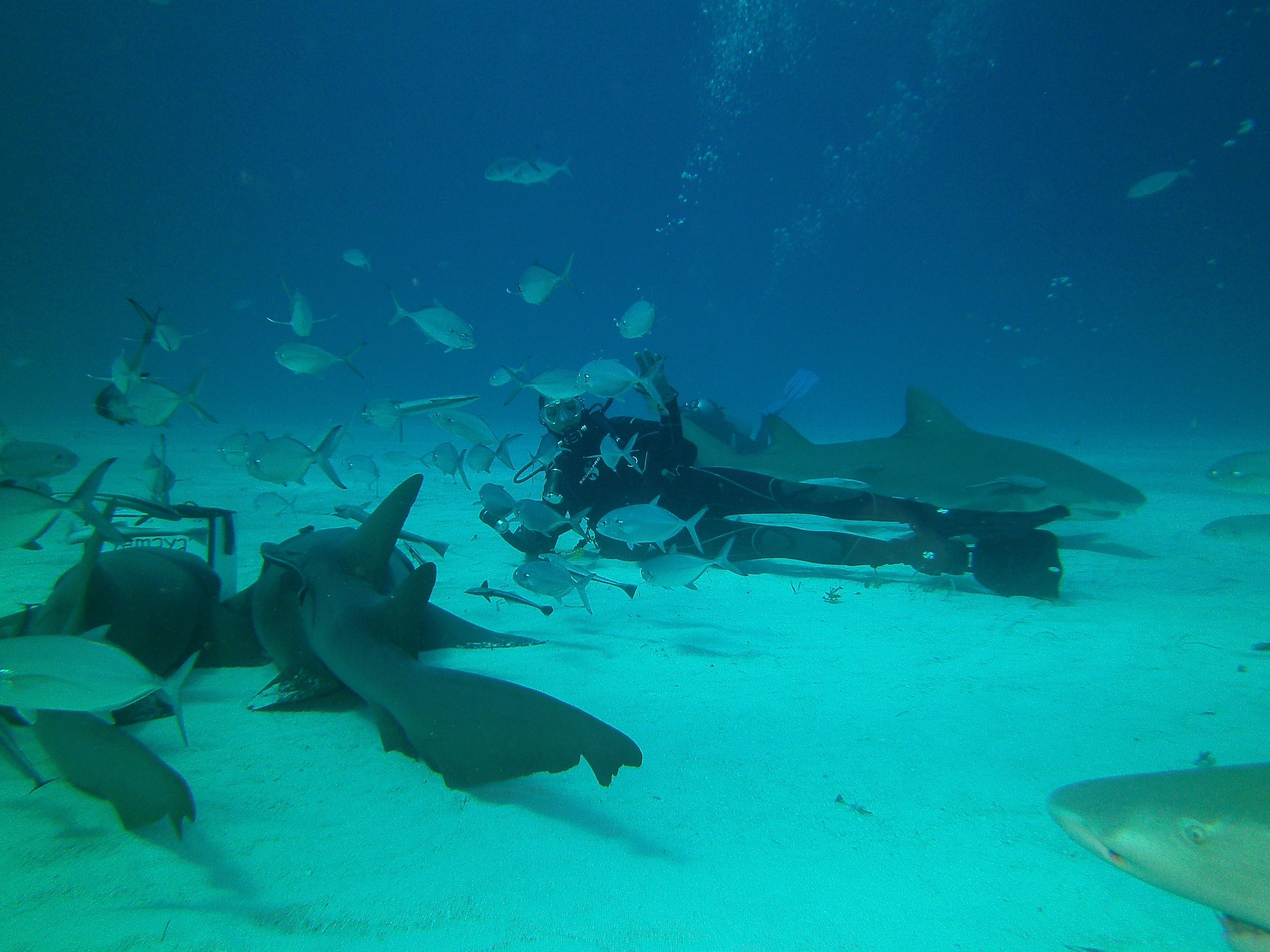 &lt;p&gt;Neben einem Hai auf dem Grund liegend: Posen zwischen Ammen- und Zitronenhaien. Ammenhaie sind ruhige und gesellige Haie, die meist am Boden ruhen. (Bahamas)&lt;/p&gt;