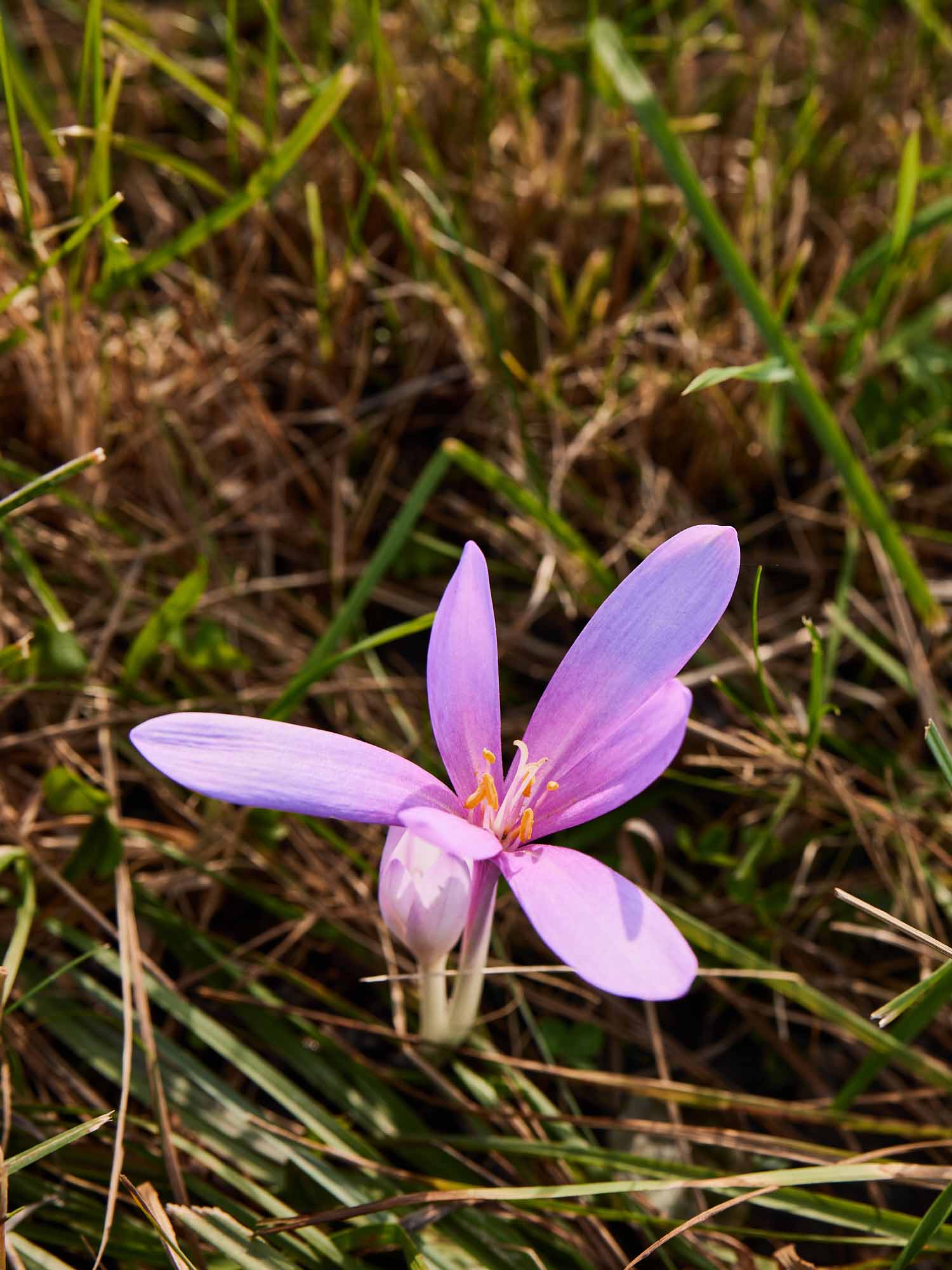 Die Herbstzeitlose &amp;ndash; sch&amp;ouml;ne Bl&amp;uuml;ten, aber &amp;auml;usserst giftig.